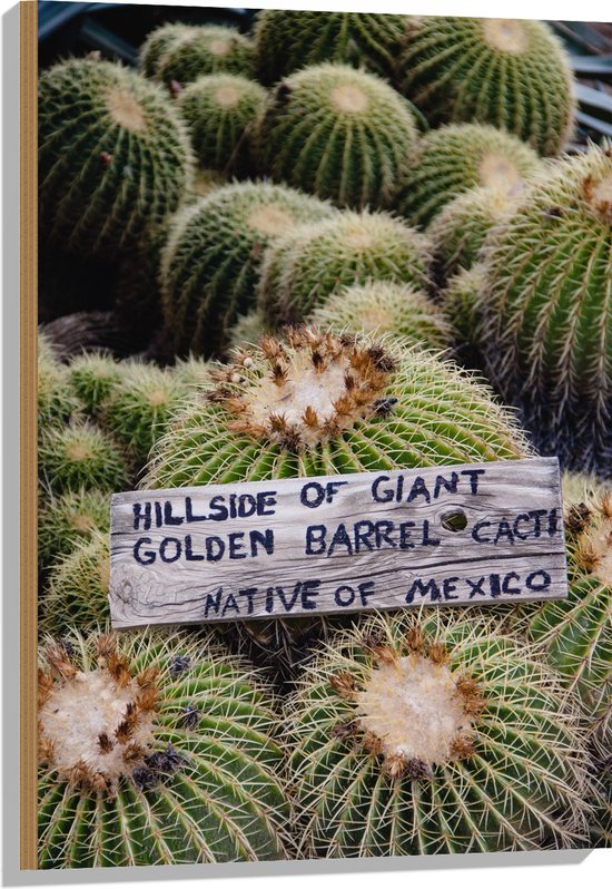 Hout - Cactussen - Planten - Tekst - Bordje - Hout - Kleuren - 60x90 cm - 9 mm dik - Foto op Hout (Met Ophangsysteem)