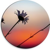 Dibond Muurcirkel - Madeliefjes bij Zonsondergang - 30x30 cm Foto op Aluminium Muurcirkel (met ophangsysteem)