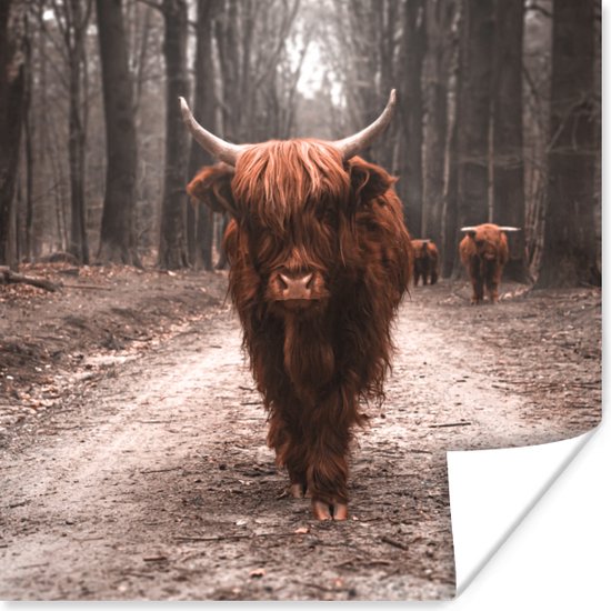 Poster Schotse hooglander - Bos - Koe - Dieren - Natuur - 100x100 cm XXL