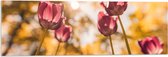 Acrylglas - Onderaanzicht van Roze Bloemen in het Bos - 90x30 cm Foto op Acrylglas (Met Ophangsysteem)