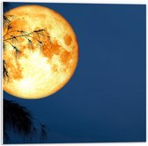 PVC Schuimplaat- Maan met Oranje Gloed achter Silhouet van Hoge Boom - 50x50 cm Foto op PVC Schuimplaat