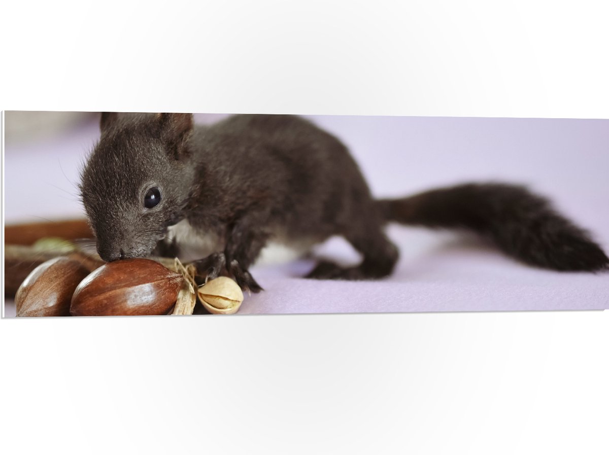 PVC Schuimplaat- Baby Eekhoorn Snuffelend aan Nootjes - 120x40 cm Foto op PVC Schuimplaat