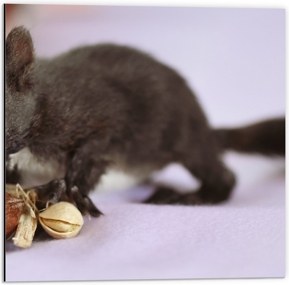 Dibond - Baby Eekhoorn Snuffelend aan Nootjes - 50x50 cm Foto op Aluminium (Wanddecoratie van metaal)