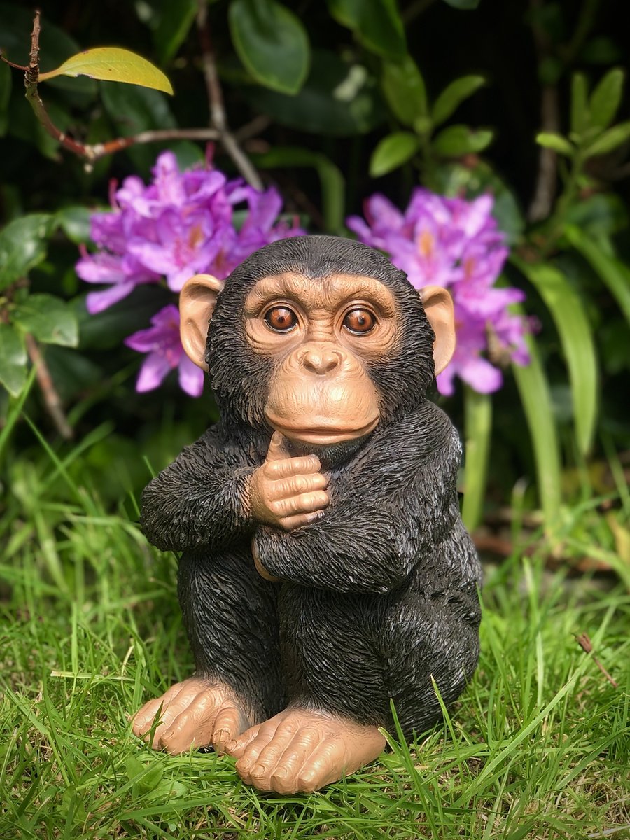 Chimpansee klein 21 cm hoog - aapje - polyester - polyresin - polystone - hoogkwalitatieve kunststof - decoratiefiguur - interieur - accessoire - voor binnen - cadeau - geschenk - tuinfiguur - tuinbeeldje - tuindecoratie - kerst - nieuwjaar
