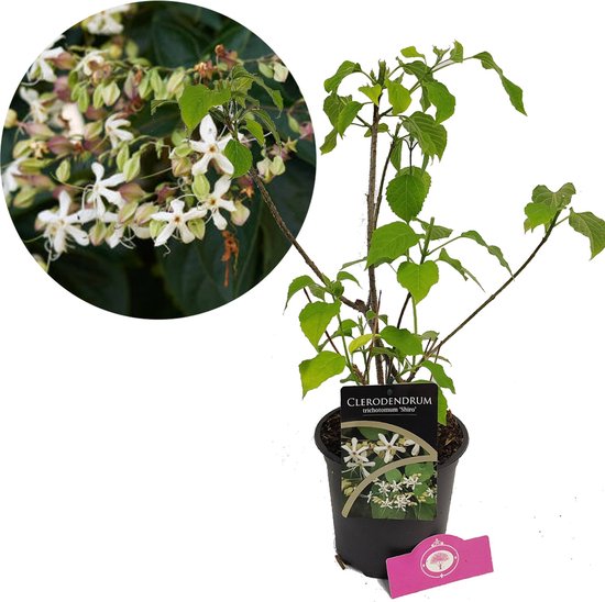 Foto: Clerodendrum trichotomum shiro kanselboom pindakaasboom 2 liter pot