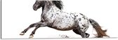 Dibond - Galopperend Zwart met Wit Gestipt Appaloosa Paard - 90x30 cm Foto op Aluminium (Wanddecoratie van metaal)