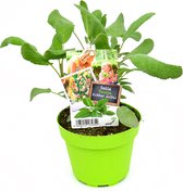 Salie - Salvia Officinalis - 2 kruidenplanten - meerjarig