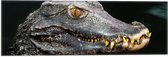 Vlag - Hoofd van Aligator met Scherpe Tanden in het Water - 60x20 cm Foto op Polyester Vlag
