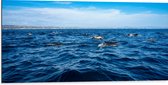 Dibond - Groep Dolfijnen Zwemmend bij het Wateroppervlak - 100x50 cm Foto op Aluminium (Wanddecoratie van metaal)