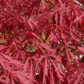 Japanse Esdoorn - Acer palmatum 'Garnet' - 30-40 cm