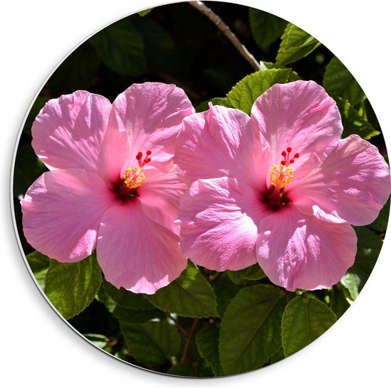 PVC Schuimplaat Muurcirkel - Bloemen - Natuur - Roze - 40x40 cm Foto op Muurcirkel (met ophangsysteem)