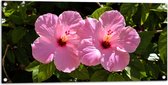 Tuinposter – Bloemen - Natuur - Roze - 100x50 cm Foto op Tuinposter (wanddecoratie voor buiten en binnen)