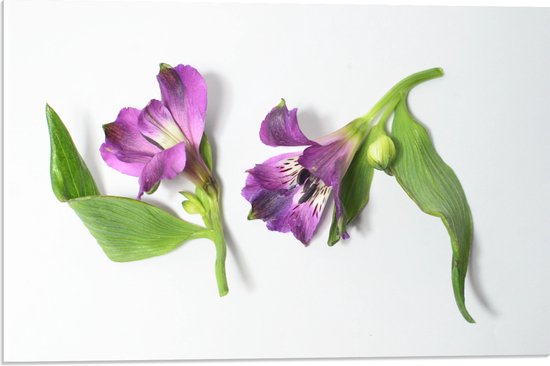 Acrylglas - Bloemen - Liggend - Paars - 60x40 cm Foto op Acrylglas (Wanddecoratie op Acrylaat)