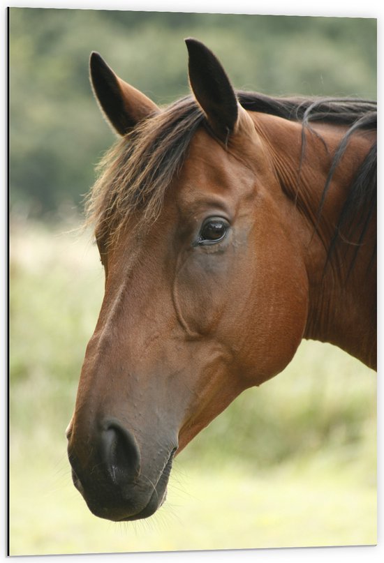 Dibond - Portretfoto van Kop van Bruin Paard met Bruine Ogen in de Wei - 60x90 cm Foto op Aluminium (Met Ophangsysteem)