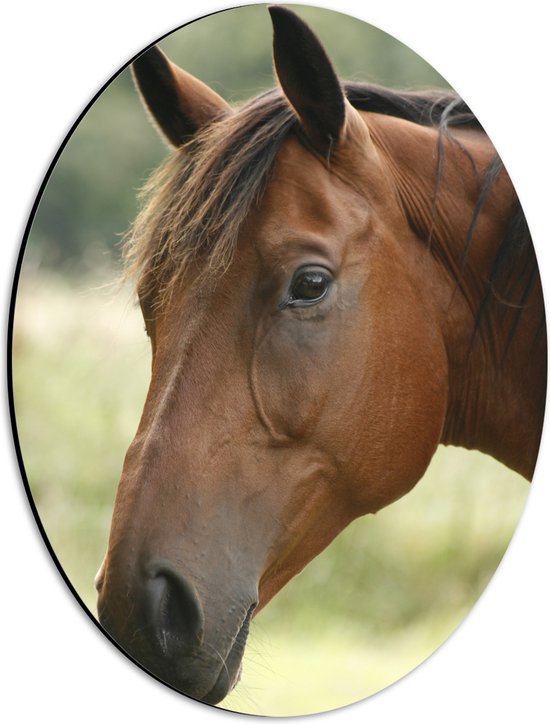 Dibond Ovaal - Portretfoto van Kop van Bruin Paard met Bruine Ogen in de Wei - 30x40 cm Foto op Ovaal (Met Ophangsysteem)