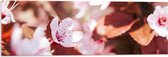 Acrylglas - Roze Bloeiende Bloesem Bloemen - 90x30 cm Foto op Acrylglas (Met Ophangsysteem)