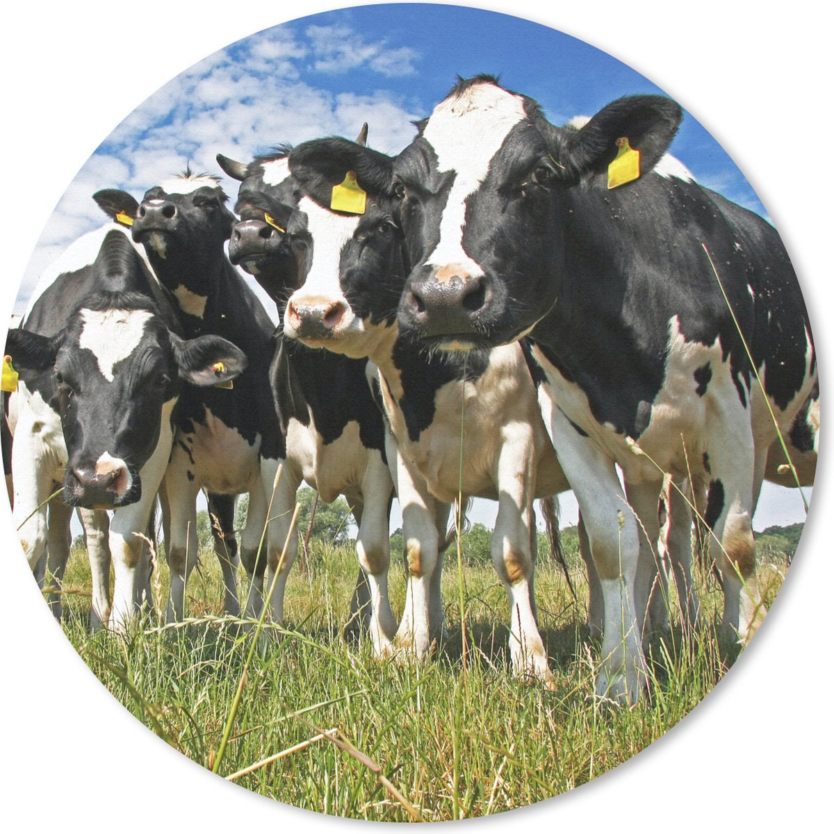 Muismat rond 20x20 cm - Mousepad Koeien - Gras - Weiland - Dieren - Ronde muismatten