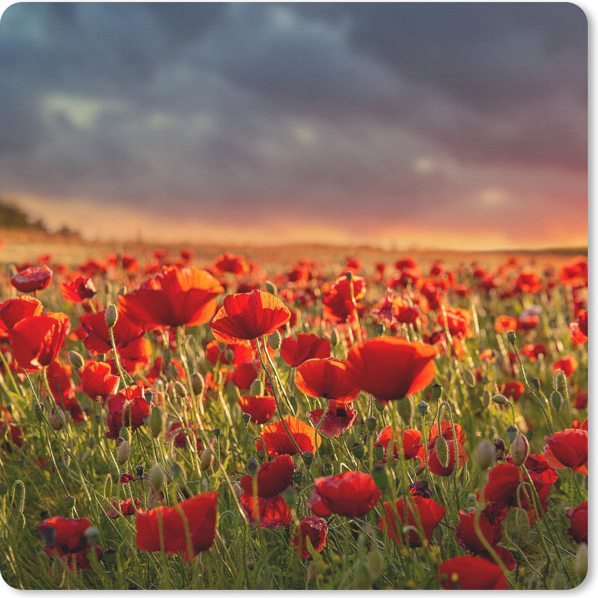 Muismat 30x30 cm - Mousepad Zonsondergang bij een veld vol Klaprozen - Muismatten