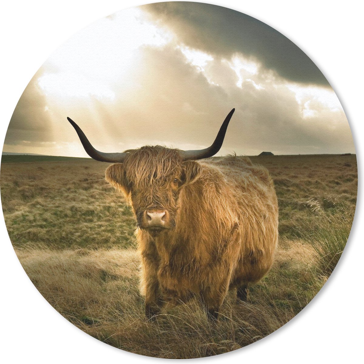 Muismat rond 20x20 cm - Mousepad Schotse hooglander - Zon - Gras - Ronde muismatten