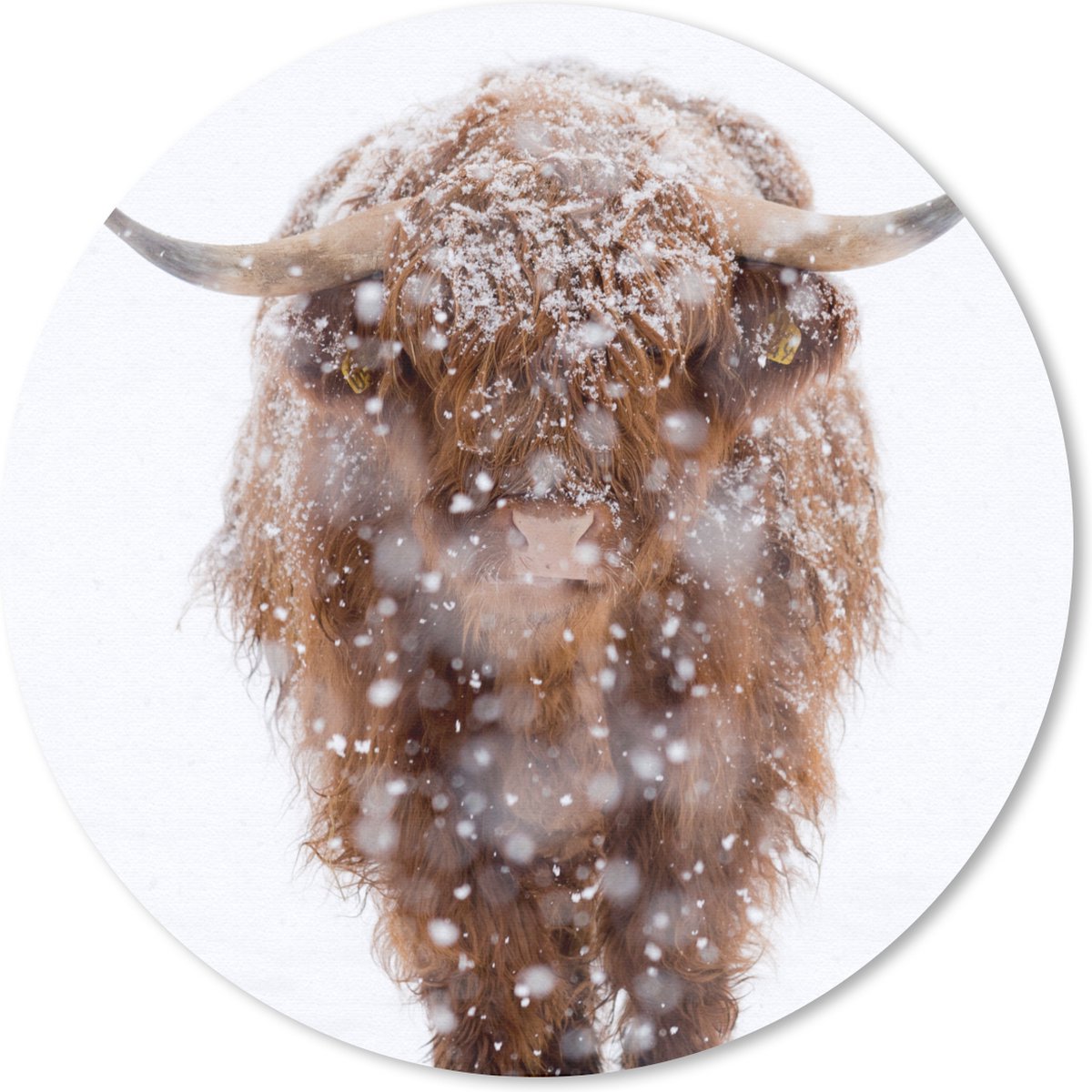 Muismat rond 20x20 cm - Mousepad Schotse hooglander - Koe - Sneeuw - Ronde muismatten