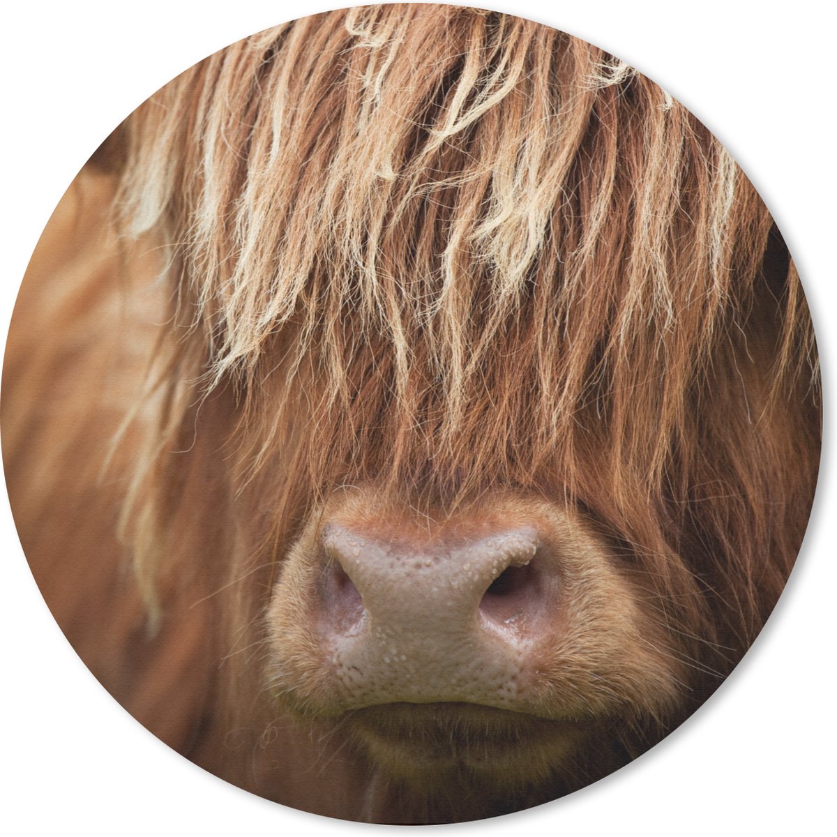 Muismat rond 30x30 cm - Mousepad Schotse Hooglander - Neus - Haar - Ronde muismatten