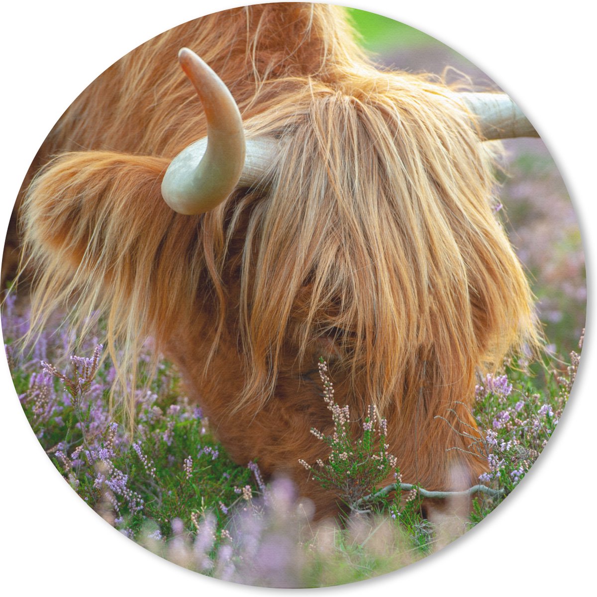 Muismat rond 40x40 cm - Mousepad Schotse Hooglander - Hoorns - Heide - Ronde muismatten