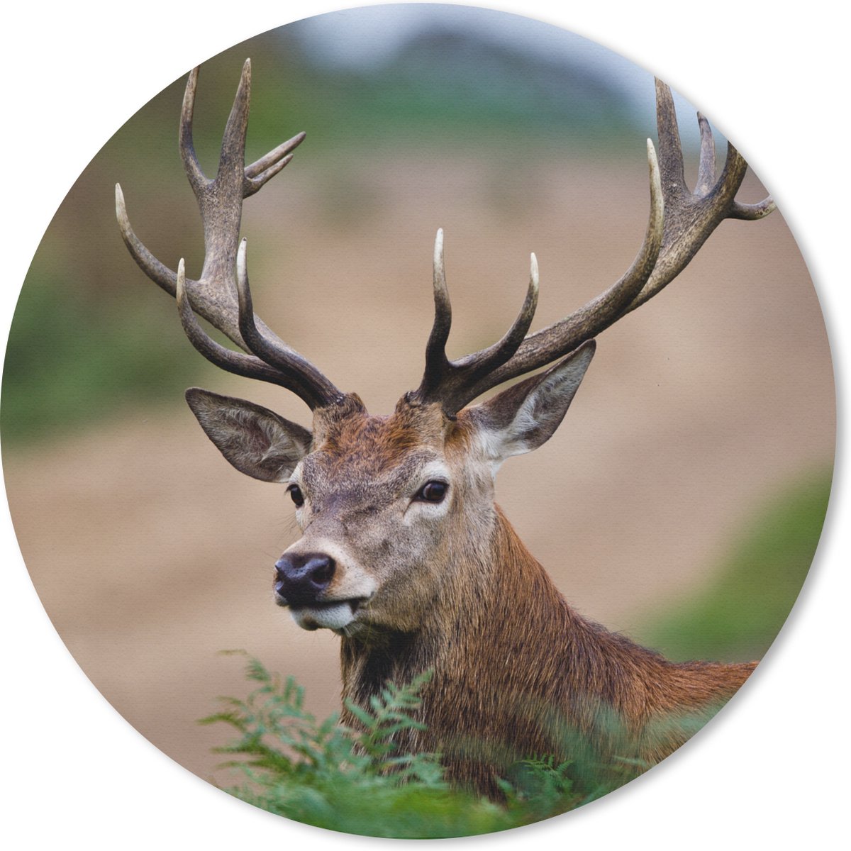 Muismat rond 20x20 cm - Mousepad Hert - Varens - Natuur - Ronde muismatten