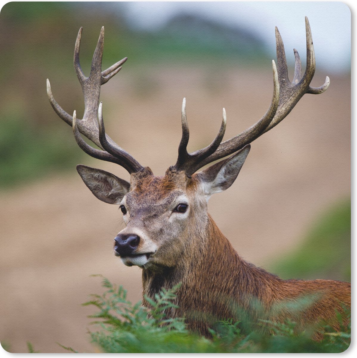 Muismat 20x20 cm - Mousepad Hert - Varens - Natuur - Muismatten