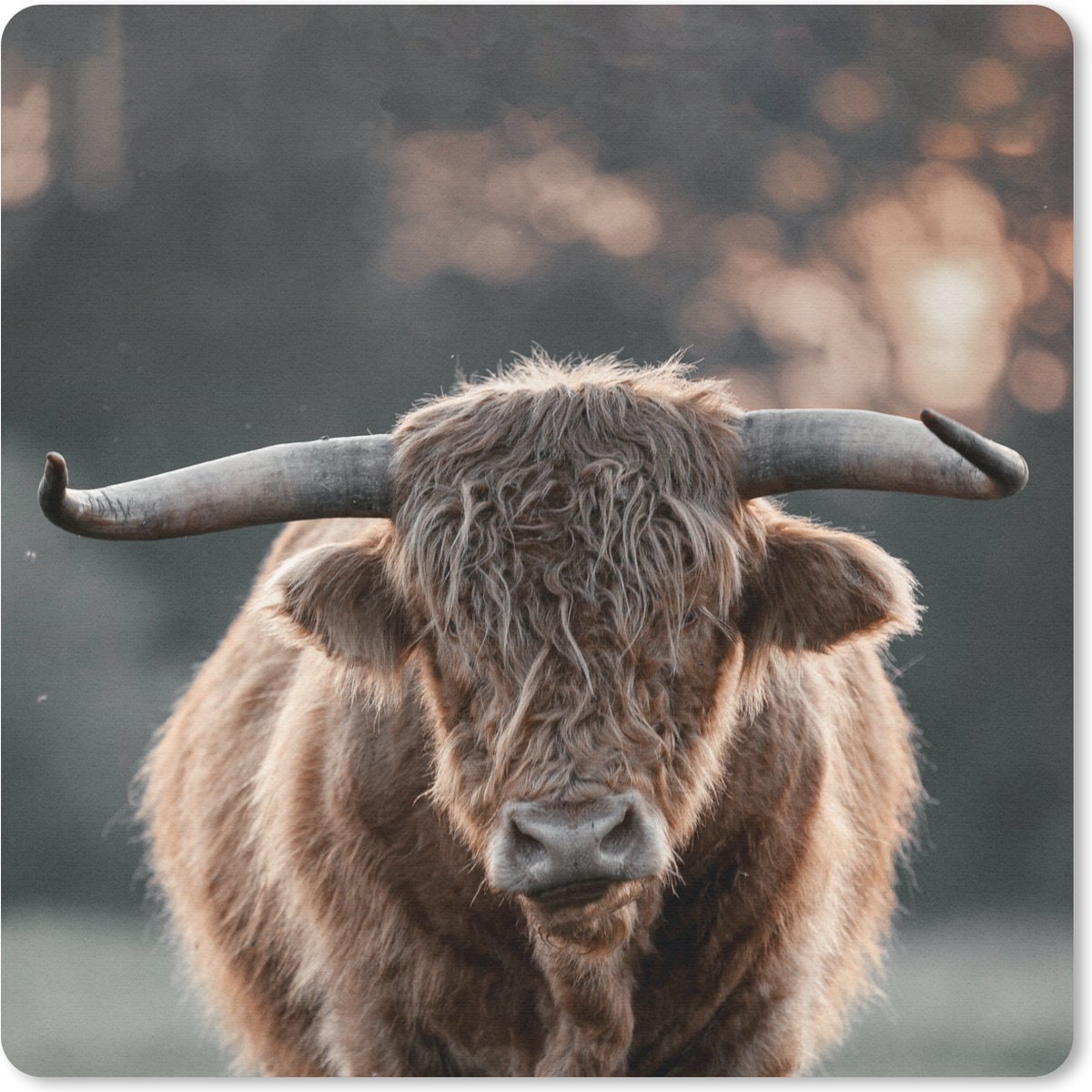 Muismat 20x20 cm - Mousepad Koe - Schotse hooglander - Hoorn - Muismatten