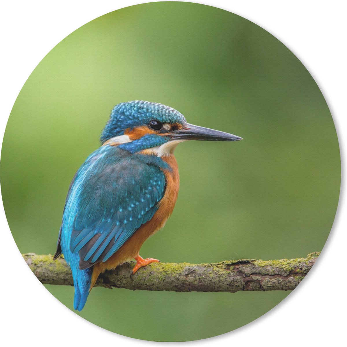Muismat rond 30x30 cm - Mousepad IJsvogel - Tak - Mos - Vogel - Groen - Ronde muismatten