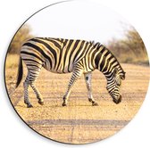 Dibond Muurcirkel - Zijaanzicht van Overstekende Zebra - 40x40 cm Foto op Aluminium Muurcirkel (met ophangsysteem)