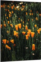 Acrylglas - Bloemen - Landschap - Bloemenveld - Oranje - Natuur - 100x150 cm Foto op Acrylglas (Wanddecoratie op Acrylaat)