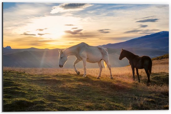 Dibond - Paarden in Weiland met Zonsopgang - 60x40 cm Foto op Aluminium (Met Ophangsysteem)