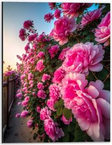 Dibond - Roze Rozen in Wand - 30x40 cm Foto op Aluminium (Wanddecoratie van metaal)