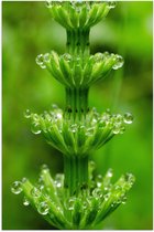 Poster Glanzend – Bloem - Plant - Groen - Druppels - 40x60 cm Foto op Posterpapier met Glanzende Afwerking