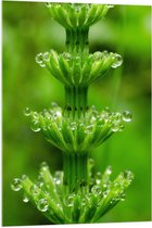 Acrylglas - Bloem - Plant - Groen - Druppels - 70x105 cm Foto op Acrylglas (Met Ophangsysteem)