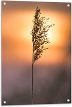 Tuinposter – Zonlicht tegen Droog Gras - 60x90 cm Foto op Tuinposter (wanddecoratie voor buiten en binnen)