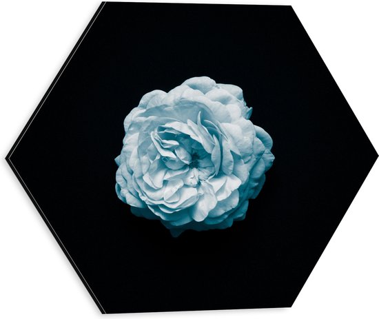 Dibond Hexagon - Bloem - Bladeren - Blauw - Zwart - 30x26.1 cm Foto op Hexagon (Met Ophangsysteem)