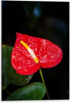 Dibond - Bloem - Blad - Steel - Natuur - Kleuren - 40x60 cm Foto op Aluminium (Met Ophangsysteem)