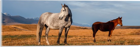 Acrylglas - Paarden in Weiland - 60x20 cm Foto op Acrylglas (Met Ophangsysteem)