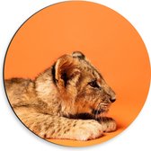 Dibond Muurcirkel - Liggende Leeuwenwelp tegen Oranje Achtergrond - 30x30 cm Foto op Aluminium Muurcirkel (met ophangsysteem)