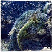 Tuinposter – Mensenhand op Zeeschildpad bij het Koraal - 50x50 cm Foto op Tuinposter (wanddecoratie voor buiten en binnen)