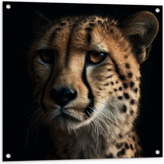 Tuinposter – Cheetah close up met zwarte achtergrond - 80x80 cm Foto op Tuinposter (wanddecoratie voor buiten en binnen)