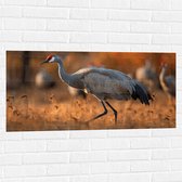 Muursticker - Kraan vogel loopt door natuur gebied heen met zijn groep op de achtergrond - 100x50 cm Foto op Muursticker