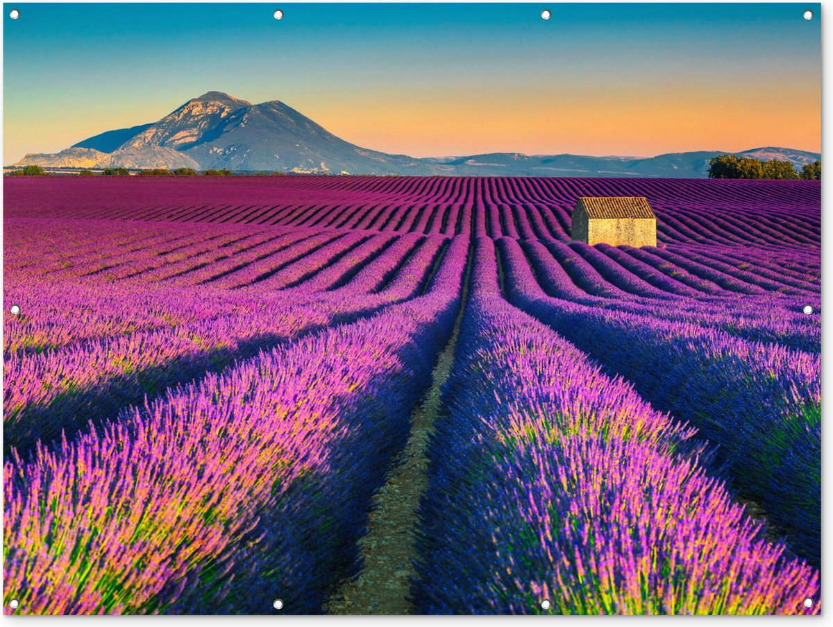 Gards Tuinposter Groene Boom in de Lavendel Bloemen - 60x60 cm