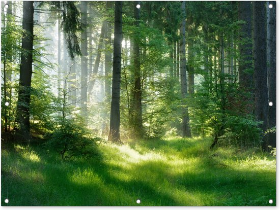 Affiche de jardin - Toile de jardin - Affiches de jardin extérieur - Nature - Arbres - Forêt - Vert - Soleil - Herbe - Plantes - Posters de jardin cm - Jardin