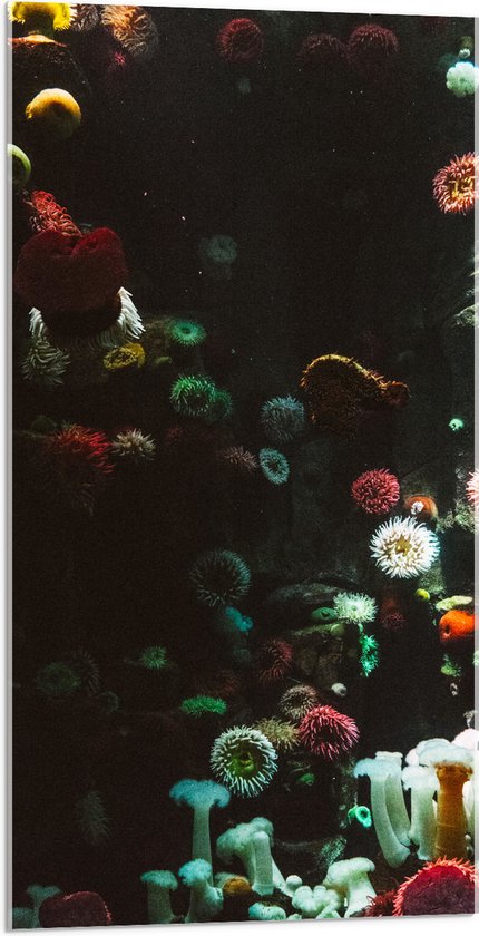 Acrylglas - Zee - Onderwaterleven - Koraal - Bloemdieren - 50x100 cm Foto op Acrylglas (Met Ophangsysteem)