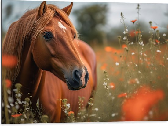 Dibond - Bruin paard staat in weiland met rode klaprozen - 80x60 cm Foto op Aluminium (Wanddecoratie van metaal)