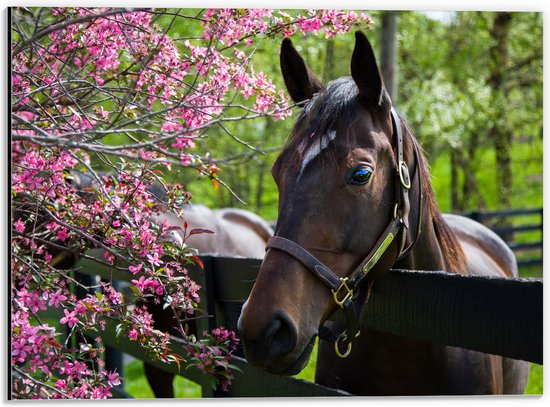 Dibond - Bruin paard met halster steunt hoofd op houten hek richting roze bloemen - 40x30 cm Foto op Aluminium (Wanddecoratie van metaal)