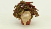 Begonia rex Montuno ↨ 25cm - hoge kwaliteit planten
